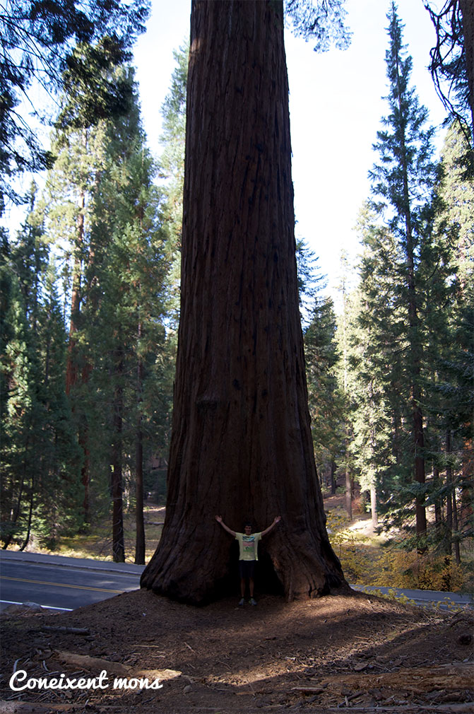 Sequoia National Park - California