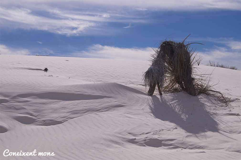 White Sands National Park - New Mexico