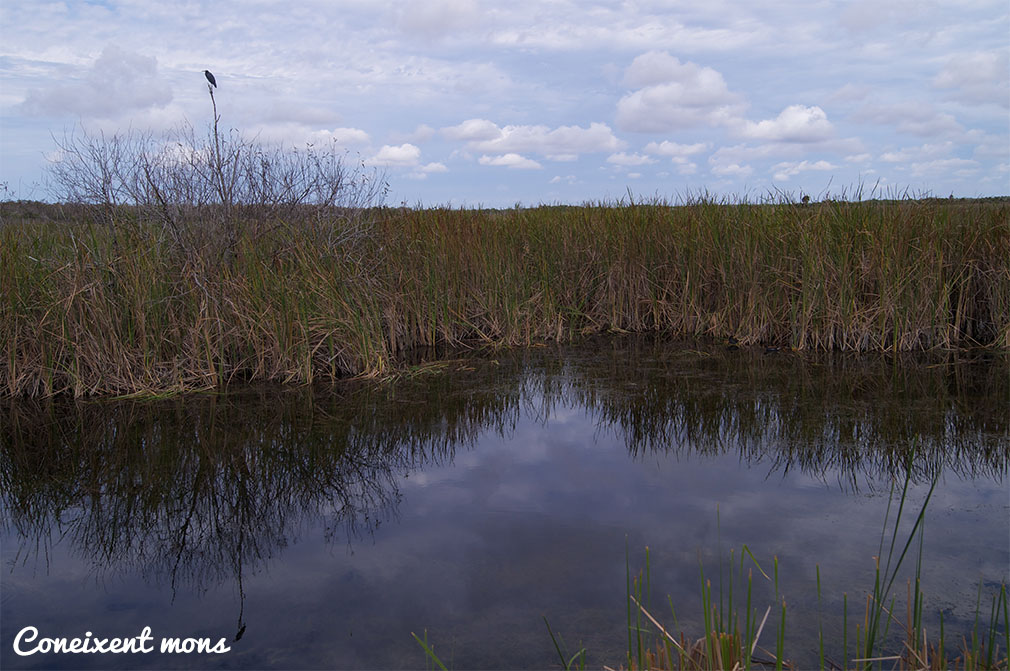 Aiguamolls de Big Cypress National Preserve - Florida