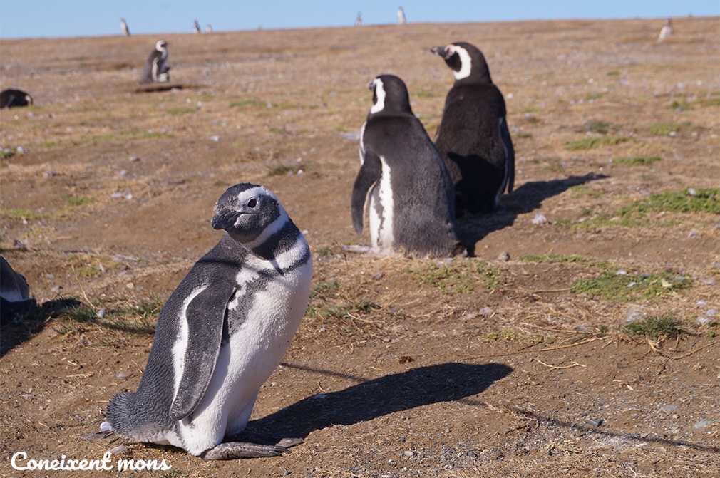 Barbacoa popular a Porvenir i pingüins a l’illa Magdalena